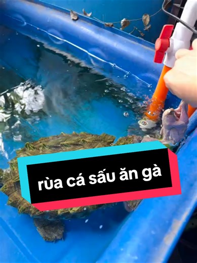 rùa cá sấu trưởng thành mỗi bữa làm 2 con gà...🥴 @Huy Nguyen #turtle #rua #turtlechaos #snapingturtle #aligatorsnappingturtle