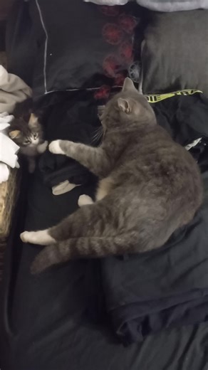 New baby Tilly playing with Buddy #loveforanimals #fypシ゚viral #foryoupage #fypシ #catsoftiktok #kittensoftiktok #tillies #matilda