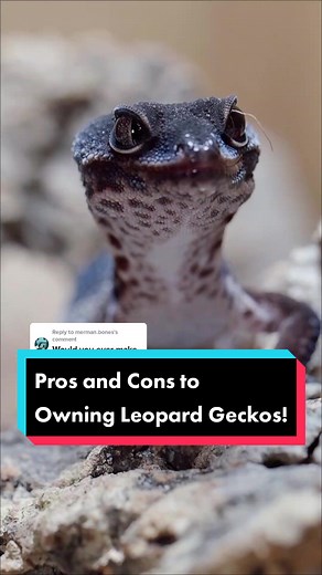 Pros and Cons of Owning Leopard Geckos