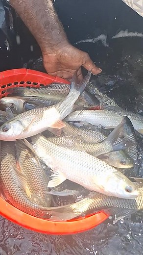 ফ্রেশ মাছ 😍🐟😍🐟 #football #fb #fishing #fish #fishingtrip #rellsfacebook #reals | Unity Farm