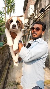 Saint Bernard puppies #saintbernard | Mantu Roy
