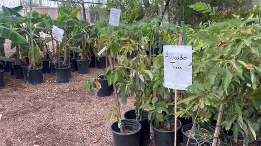 “To Everything There Is A Season” Fall is the time to plant and grow in our climate. Tropica Mango Rare and Exotic Tropical Fruit Tree Nursery Tree-T-Pee Nursery links is bio, or visit our linktree page growcoolstuff.com #tropicamango #tropicamangonursery #beautiful #fruittrees #ediblegarden #tropical #phoenixgardening #arizonafruittrees #arizonafruittreenursery | Tropica Mango Rare and Exotic Tropical Fruit Tree Nursery | Facebook