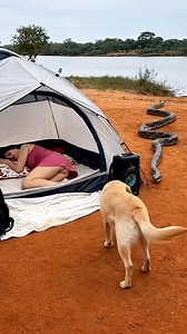 Sleeping pretty lady at the tent and the crawling python #funnyreels #comedyreels #viralreelsシ | Richard Estanol Jagape
