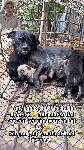 984K views · 1K reactions | Mấy mẹ con bị chủ bán cho l.ò m.ổ thương quá #dog #rickhairstudio #viral #haihuoc | Chó | Facebook