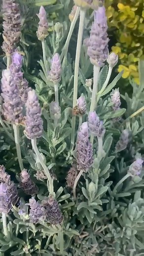 Elementary teachers, teach your students to share the world with all living beings during Share The World week from October 16-20! Download everything you need for free at ShareTheWorld.org  #TeacherTok #TeacherIdeas #ElementarySchool #Education #TeacherTikTok #ClassroomInspiration #TeachingIdeas | TeachKind | Facebook