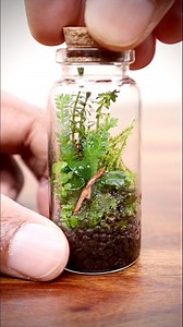 Making a mini terrarium #mini #terrarium #plants #nature #moss #reelsfb | The Urban Nemophilist