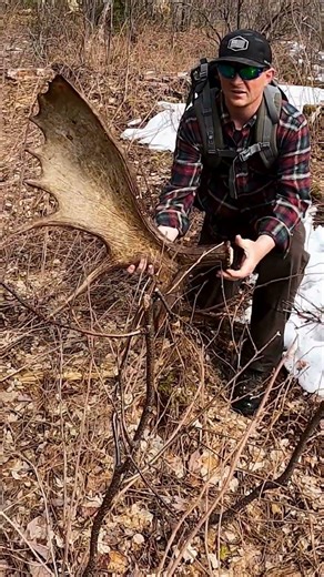 BIG BROWN MOOSE SHED!