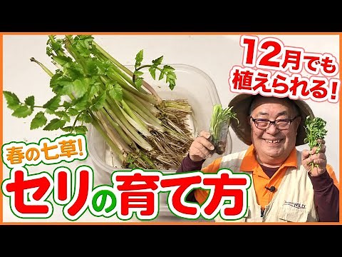 [Rebovege] We want you to plant it in December! How to re-grow parsley (hydroponic cultivation) a...