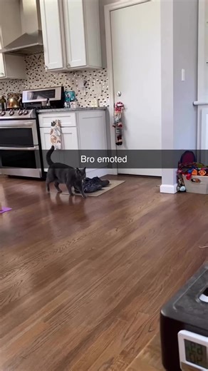 Cat Playing Fortnite - Funny Meme Video