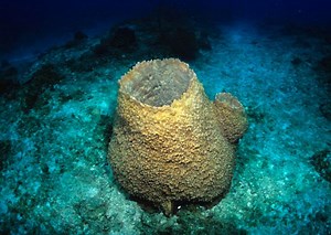 Giant barrel sponge - Alchetron, The Free Social Encyclopedia