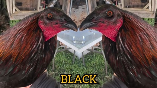 771K views · 32K reactions | Beautiful Nice Birds Black McRae Melsim Dom - By Fuerte Farm in Hawaii Owner Keala Fuerte Beautiful Nice Birds Black McRae Melsim DomBy Fuerte Farm in Hawaii Owner Keala Fuerte No Fowl For ILLEGAL Purposes Video Content In This Farm Just For Breeding, Show and Preservation Purposes #chicken #chickenfarm #breeder #rooster #manok | Ayam Philipin | Facebook