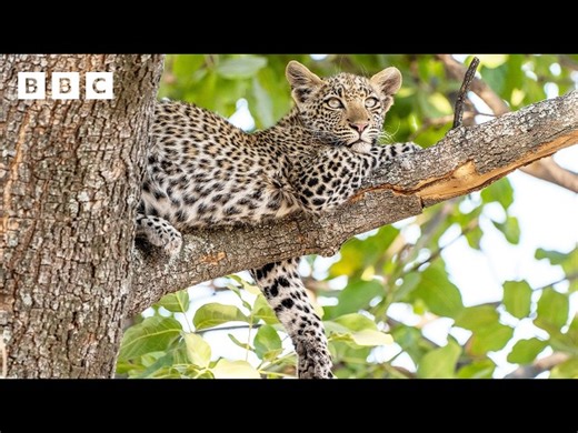 BBC: Has This Tiny Cub Walked Straight Into Danger