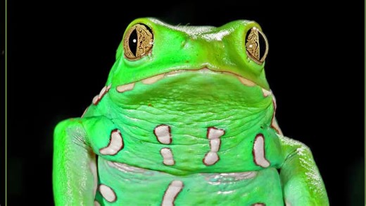 警告：青蛙正在折磨你的耳膜...蛙鸣噪音/血碾/粗噪音合作专辑试听 Phyllomedusa/PurplefrogStaphilococcus (2024)