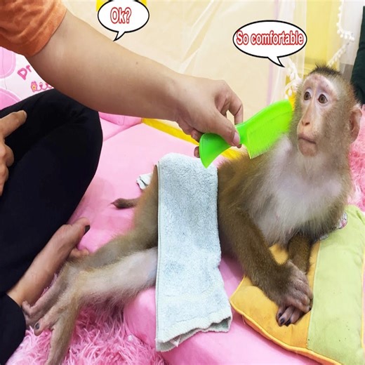 Relax and fall asleep! Monkey Lyly enjoys being groomed and relaxed by her mother #reels #reelfb #funny #fyp #adorable #animal #monkey #babymonkey #MonkeyBaby #monkeys #animals #worlkindessday | LaLa Monkey
