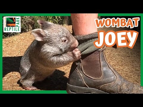 George the Baby Wombat | Australian Reptile Park