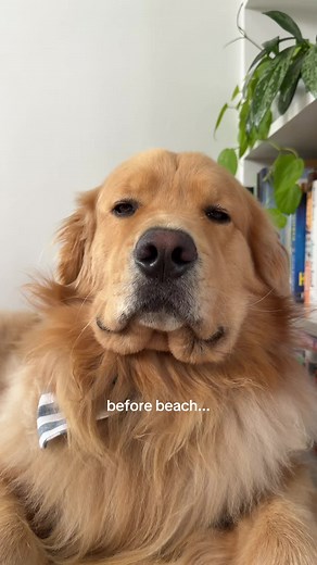 Beach Boy Golden Retriever Puppy at Playalinda Beach