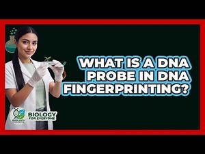 What Is A DNA Probe In DNA Fingerprinting? - Biology For Everyone