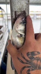 521K views · 10K reactions | Lazy clam fish soup #cooking #fishing #outdoors #easyrecipe #cheapprice #seafoodlover | Wade Fishez | Facebook