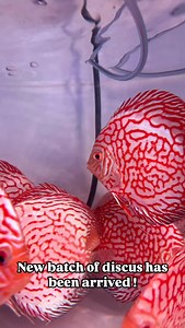 Discus fish are elegant and vibrant freshwater fish native to the Amazon River Basin. Known for their round, laterally compressed bodies and graceful movements, they are often called the “kings of the aquarium.” These social cichlids thrive in warm, soft, and slightly acidic water and are best kept in groups. With proper care, their stunning coloration and unique patterns can become the centerpiece of any display tank. They are live on our website now — we ship Monday to Thursday. #discusfish #d