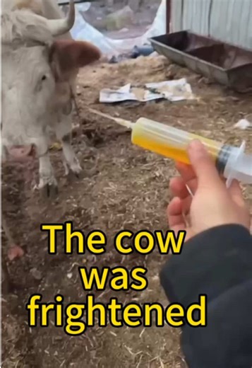 The cow sanshi’s story 4: the cow was frightened 🐮🐶🐱♥️ #cow #farming #farmlife #cattle #animals #nature #satisfying #ASMR #rural #calf #bull #cuteanimals #relaxing #documentary #feeding #newborn #dog #cat