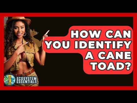 How Can You Identify A Cane Toad? - Ecosystem Essentials