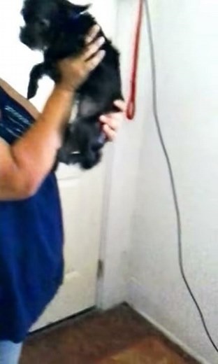 Dog Put In Time Out (Corner)