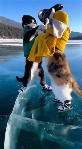 This Ice Skating Went Completely Wrong #shorts #cats #funny