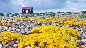 Love Rye Harbour Nature Reserve