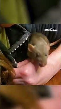 Adorable Mother Rat Shows Off Her Babies! #Shorts