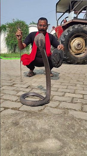 Snake Roar | Snake Hiss | Snake Sound | #cobra #snakeroar