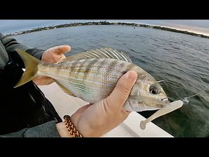 GIANT ***PINFISH*** CRAZIEST BITES on THIS Reef