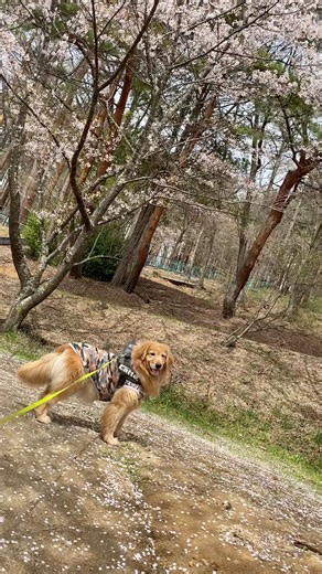 【Spring♡dog】ラテくんと桜と鳥さんの巻。#Spring #JAPAN