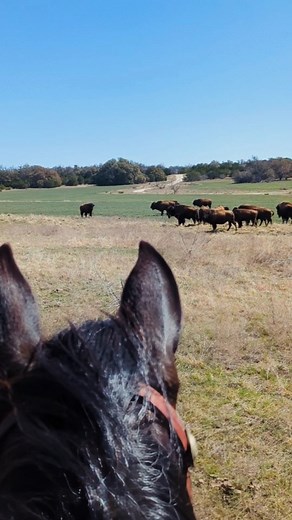 We had a beautiful ride this morning and found the bison herd out in one of their favorite spots, soaking up the sunshine. Also, tis the season for finding antler sheds! #texasranch #trailride #bisonherd #abileneranch #abilenetx | Buffalo Mountain Ranch