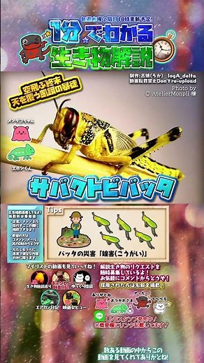 1分でわかるサバクトビバッタ解説 #ろが生き物解説