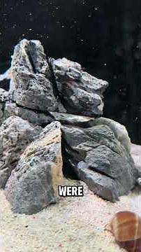 My Lake Tanganyika Cichlids are Breeding!