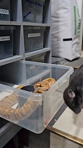 21 reactions |  #ballpython #snake #ballpythonsofinstagram #reptiles #snakes #snakesofinstagram #reptile #reptilesofinstagram #ballpythons #ballpythonmorphs #python #ballpythonbreeder #royalpython #pythonregius #reptilelover #ballpythonmorph #ballpythonsofig #pythons #ballpythonbreeding #snakebreeder #snakesofig #exoticpets #pythonsofinstagram #reptilekeeper #pets #pet #petsofinstagram #royalpythonsofinstagram #animals #reptilebreeder | Xclusive ball pythons | Facebook