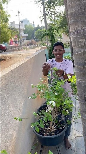 How to care jasmine plant 🪴