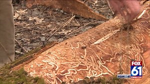 Connecticut towns forced to deal with ash tree infestation