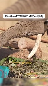 Osh the African elephant enjoyed an extravagant farewell party at Oakland Zoo, keepers said on Tuesday, October 15, ahead of his planned transfer to the Elephant Sanctuary in Tennessee. Footage released by the zoo shows Osh surrounded by snacks and crafted tributes including a banner reading Goodbye Osh. Oakland Zoo said Osh would be following Donna, a female elephant that previously lived at the zoo, in his move to Tennessee. Credit: Oakland Zoo via Storyful | KTVU Fox 2
