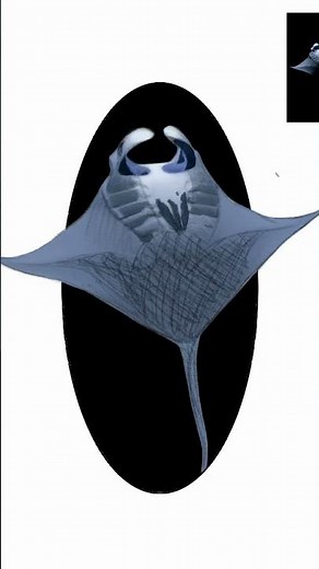 Manta Ray Drawing