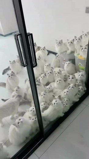 18K views · 276 reactions | 﫥﫥﫥 | Baby Mo | Facebook