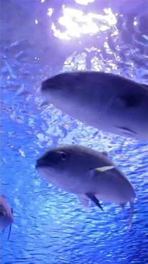 Tuna frolic in the ocean