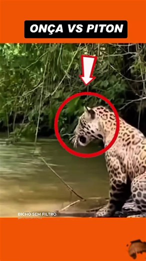 onça vs piton, cobra ataca ONÇA pintada, onça pintada vs cobra #onca #piton #snake