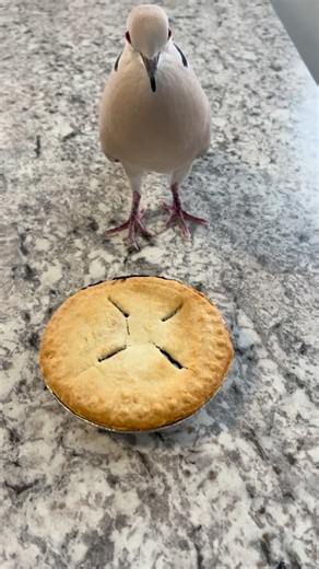 Pie Pie on Instagram: "When Pie Pie jumping over a pie doesn’t go to plan 🤣 I think he was cussing me out in the second clip."
