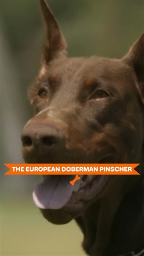 Why the European Doberman Commands Respect | Dogumentary TV