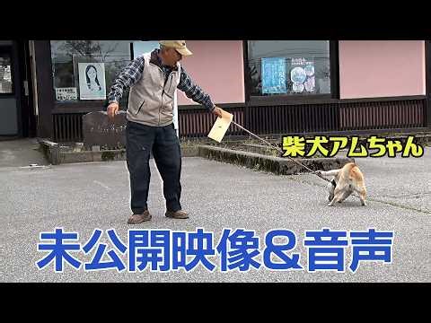 朝日町の柴犬アムちゃん蔵出し映像【2024年4月撮影】