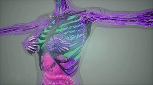 Anatomy Tomography Scan Human Body Medical Stock Footage Video (100% Royalty-free) 1105344307 | Shutterstock