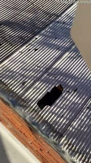 Cat Jumps Out Window and Falls Through Roof || ViralHog