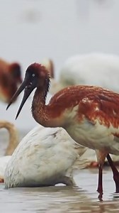 The Yellow River Delta National Nature Reserve is located at the river's estuary in east China's Shandong Province, where the river meets the Bohai Sea to form a unique estuarine wetland ecosystem. #YellowRiverAdventures | CGTN