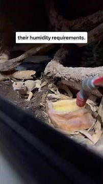 Are Leopard Gecko Humidity Requirements A Lie?!